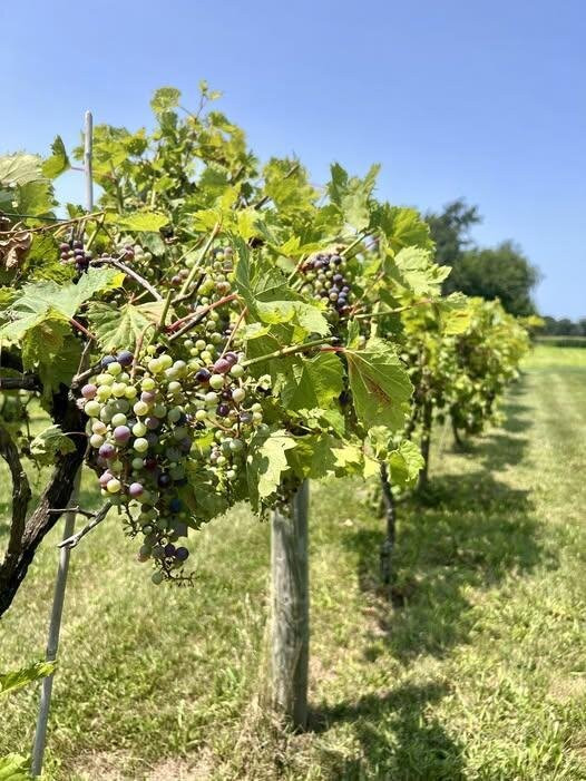Carpenter Creek Cellars-Remington必去景点