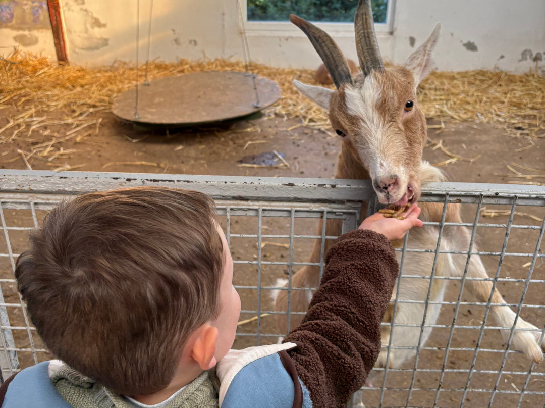 The Ark Open Farm-Newtownards必去景点