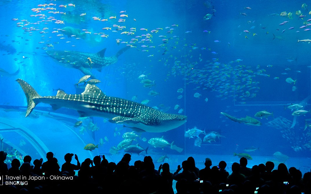 冲绳美之海水族馆景点图片