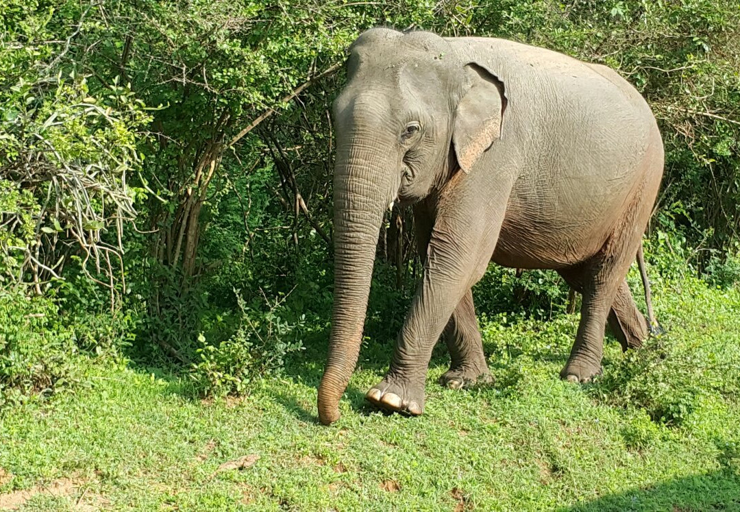 Weerawila酒店住宿-Nehansa Resort And Safari