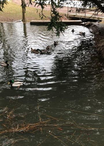 Animal enclosure at the Schwanenteich