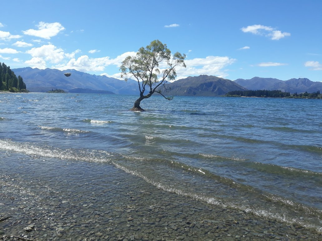 That Wanaka Tree-瓦纳卡必去景点