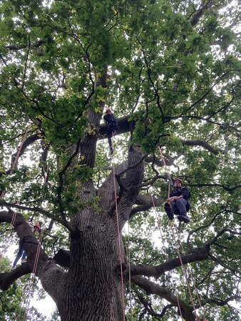 Goodleaf Tree Climbing-赖德必去景点