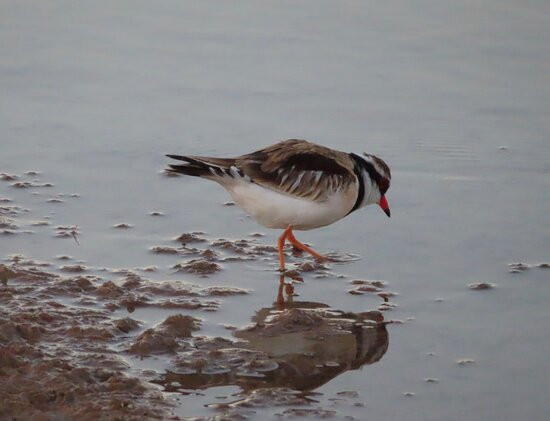Bowra Wildlife Sanctuary-Cunnamulla必去景点