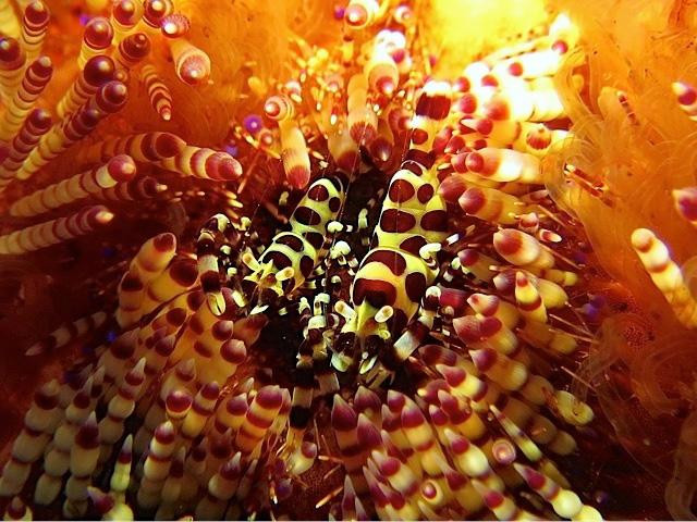 Padangbai Bali Dive-卡朗阿森必去景点