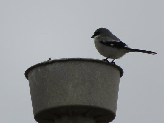Joan & Scott Holt Paradise Pond-阿兰瑟斯港必去景点