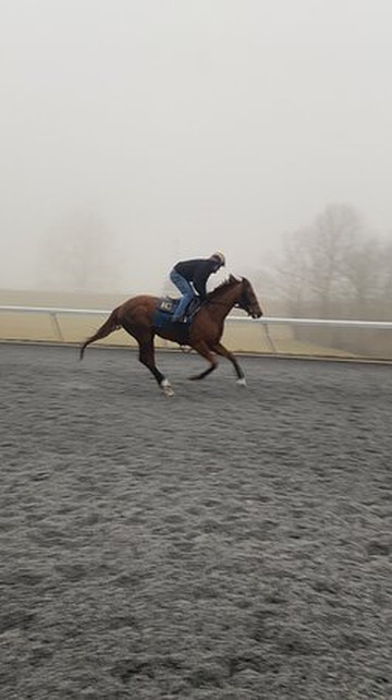 Horse Country-列克星敦必去景点