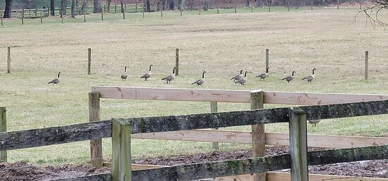 Willow Valley Farm-Glen Arm必去景点