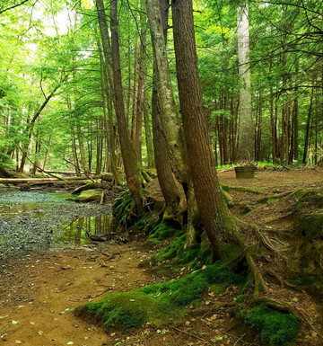 Cook Forest State Park-Cooksburg必去景点