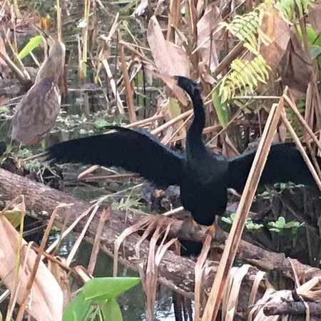CREW - Bird Rookery Swamp Trails景点图片
