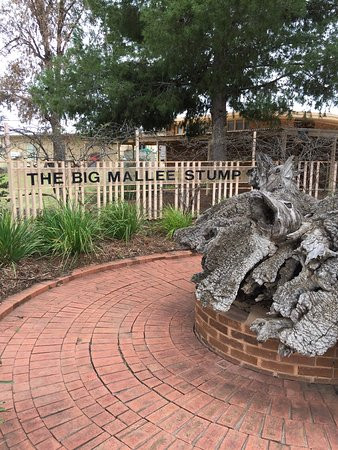Big Mallee Root Stump-Ouyen必去景点
