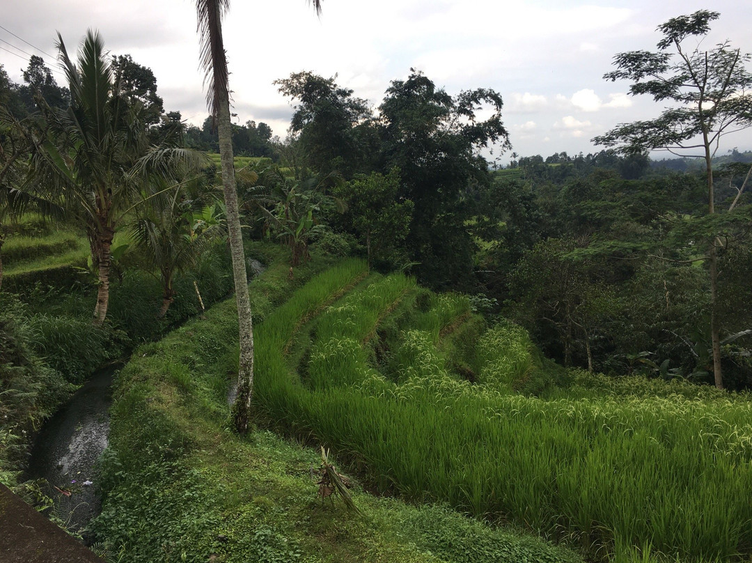 Bali Walking Hiking Adventure - Day Tours-登巴萨必去景点