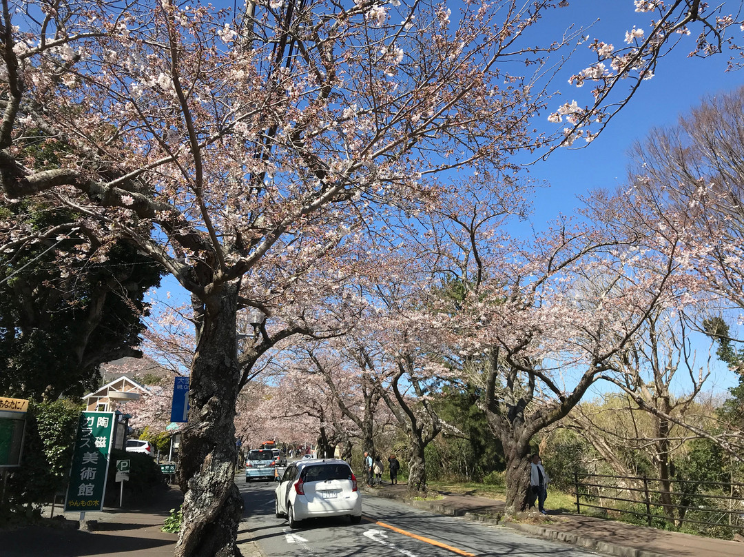 Izu Kogen Cherry Blossom Festival景点图片