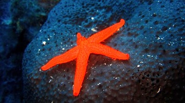 Scuba Cyprus景点图片