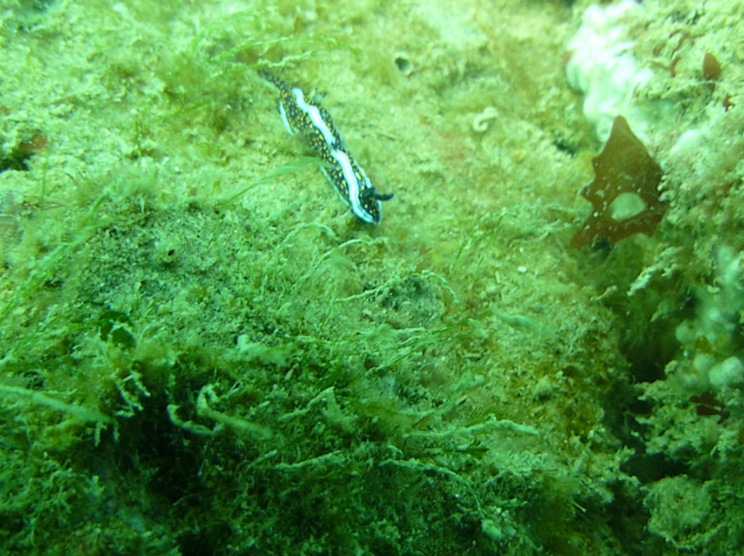 Chelonia Dive Center-Organos必去景点