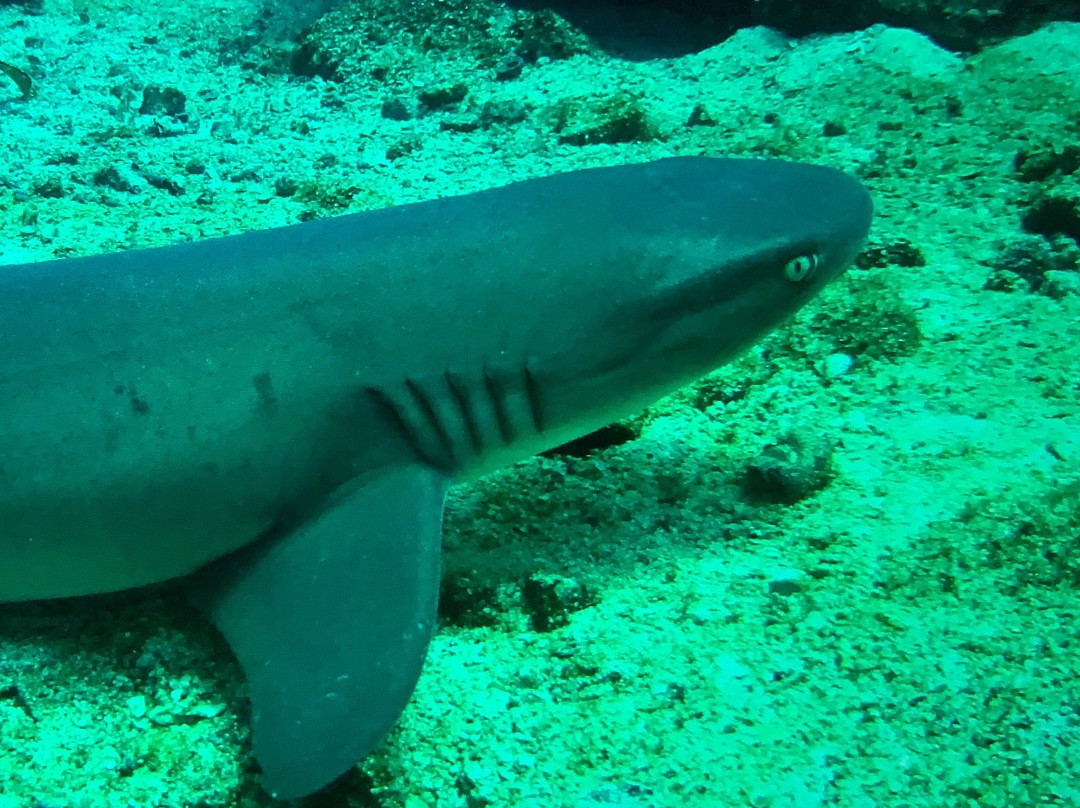 Coiba Dive Center景点图片