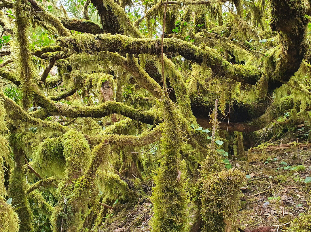 Sendero El Bosque Encantado景点图片