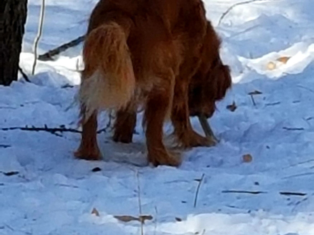 Durham Regional Forest-Uxbridge必去景点