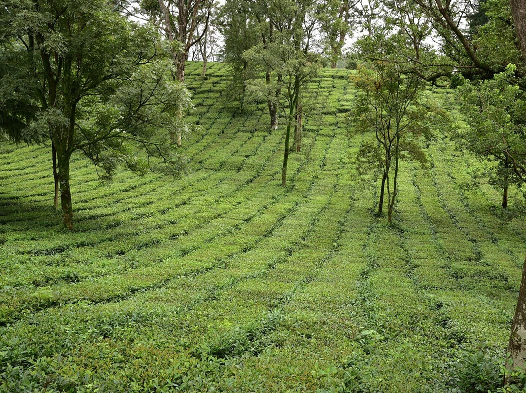 Royal Green Buds主图