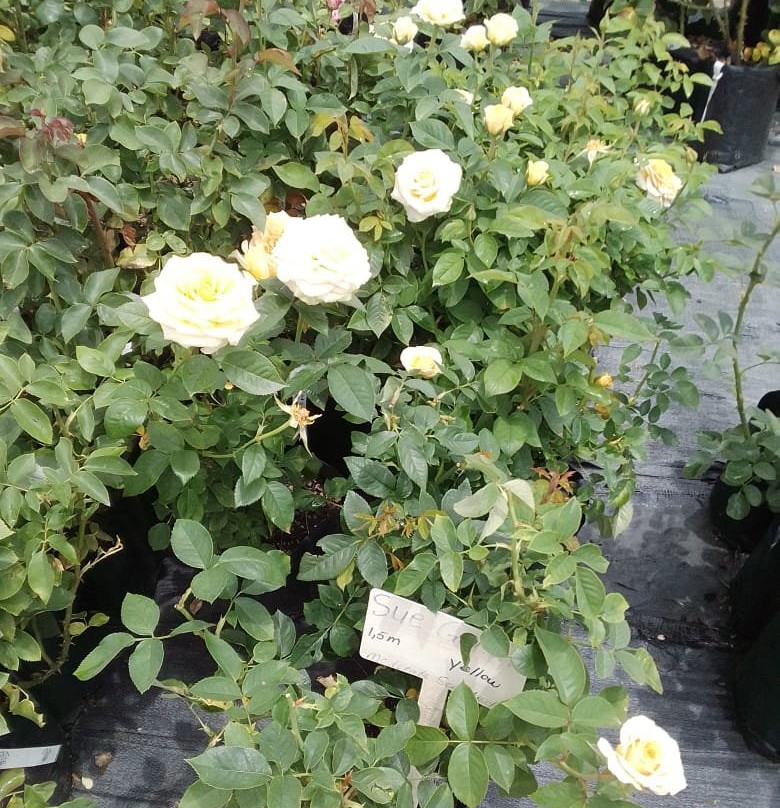 Ludwig's Rose Farm-比勒陀利亚必去景点