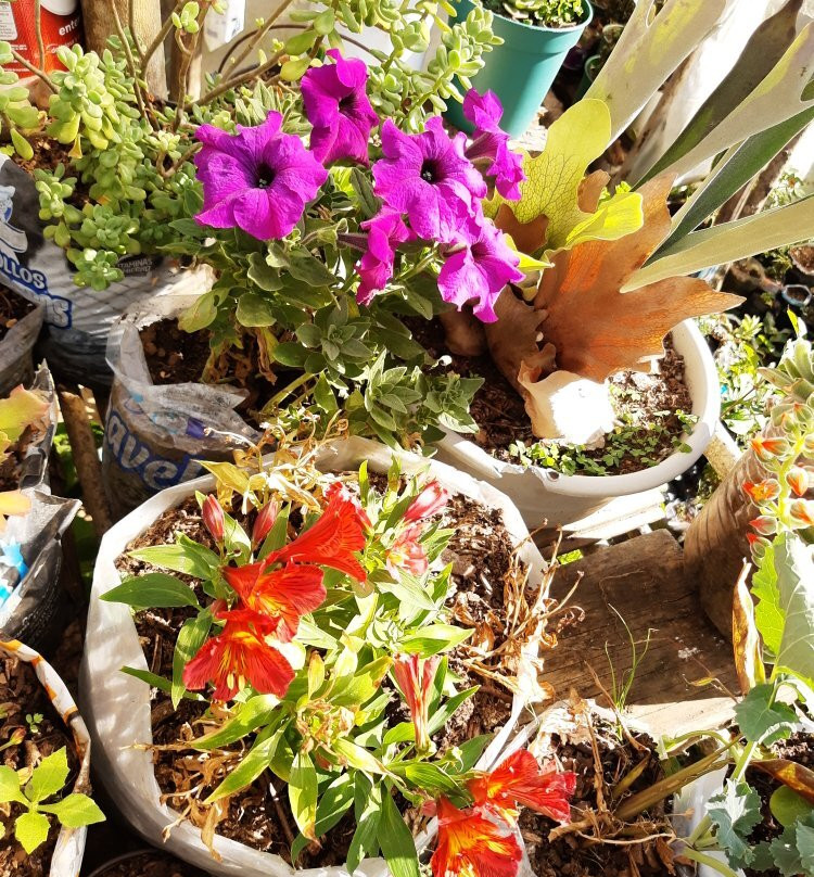 Posada Margaritas主图