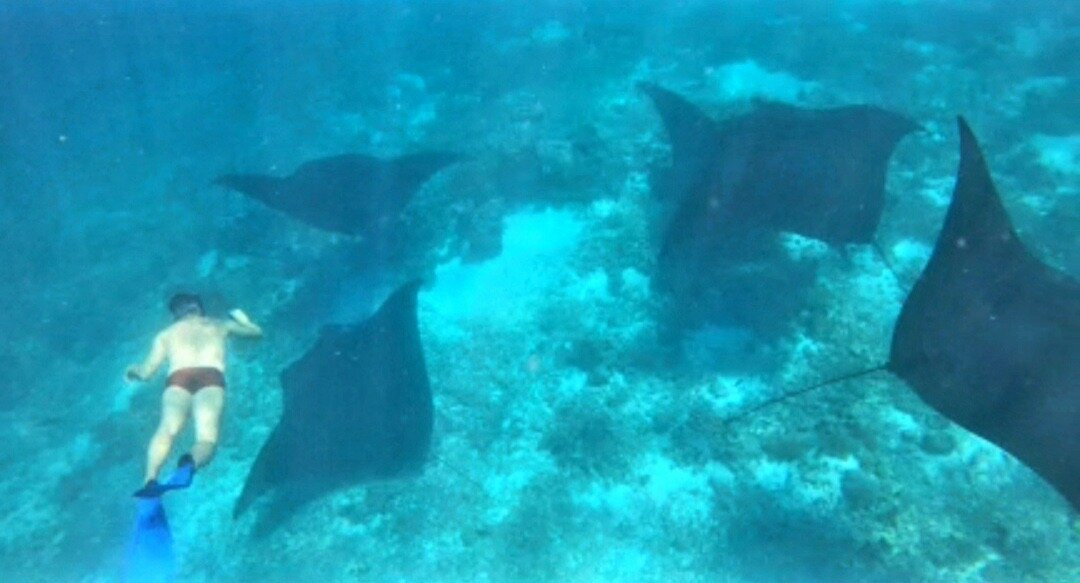 Manta Point-科莫多必去景点