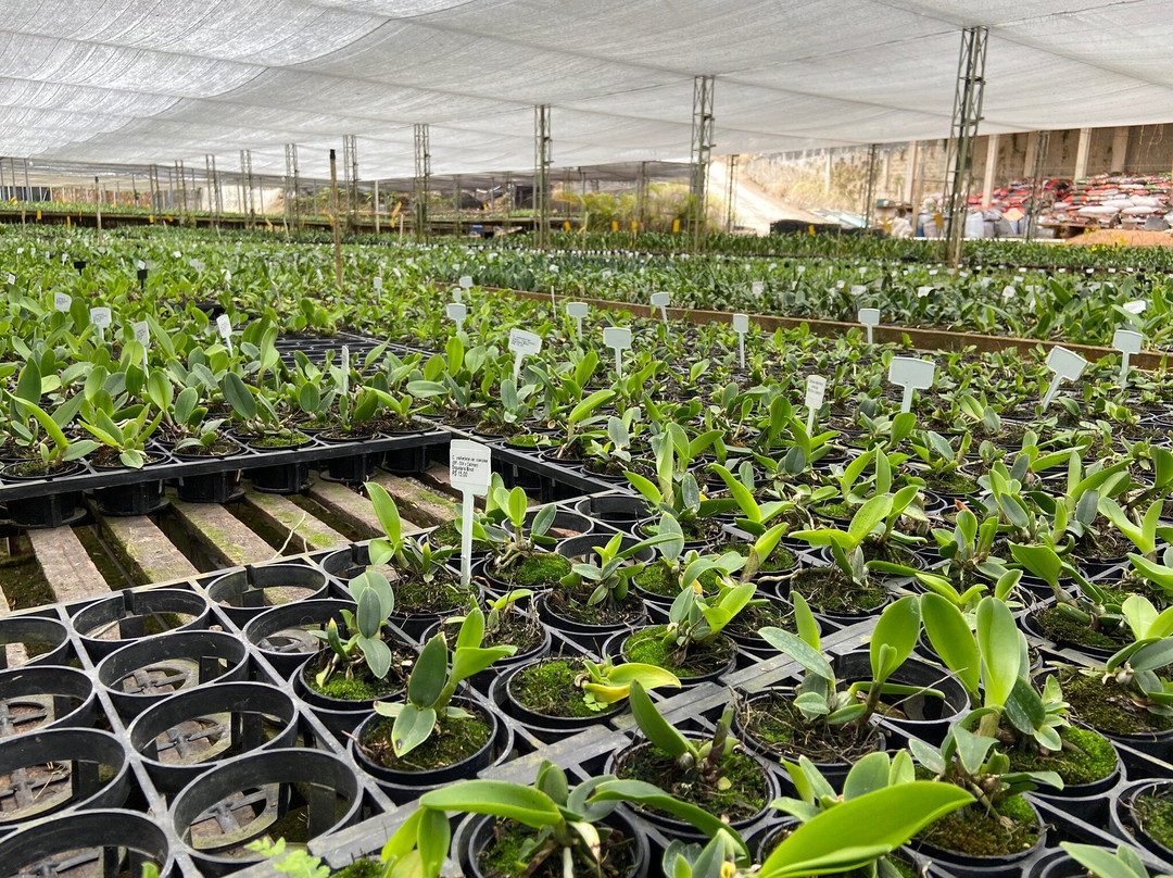 Orquidário Binot-彼得罗波利斯必去景点