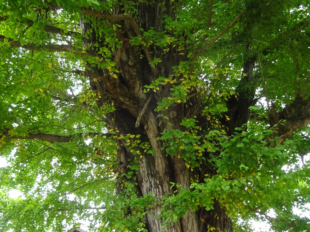 Kunikami no Daiicho-皆野町必去景点