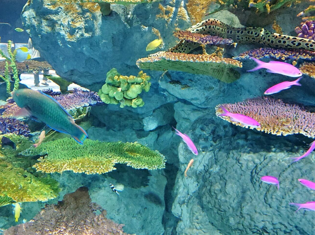 Dmm Kariyushi Aquarium景点图片