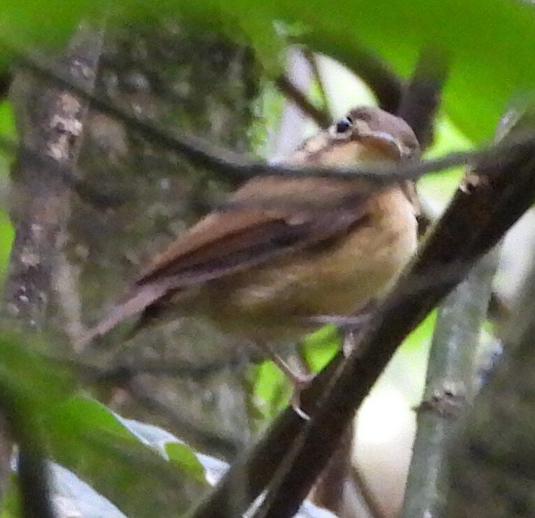 Trilha dos Tucanos-Tapirai必去景点