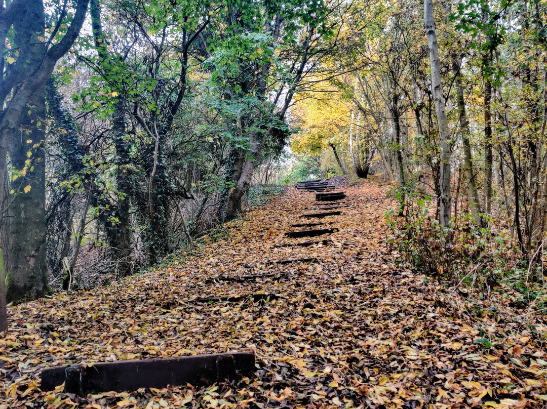 Wynyard Woodland Park-斯托克顿提斯必去景点