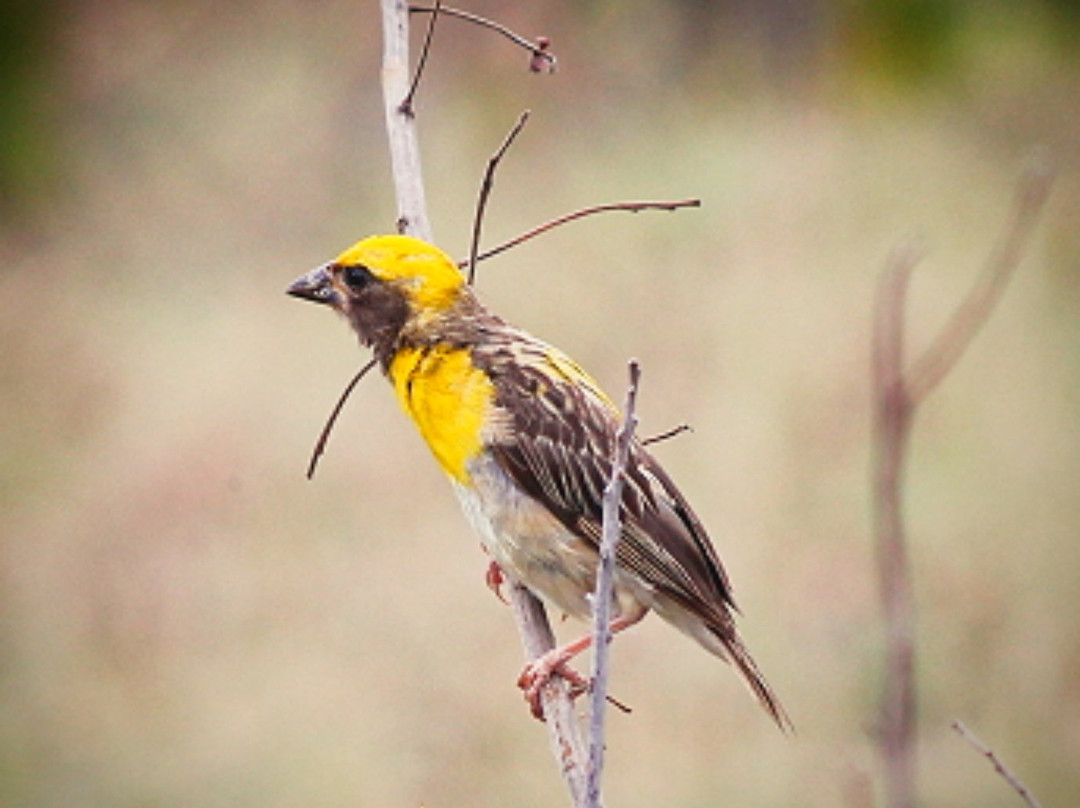 Mayureshwar Wildlife Sanctuary景点图片