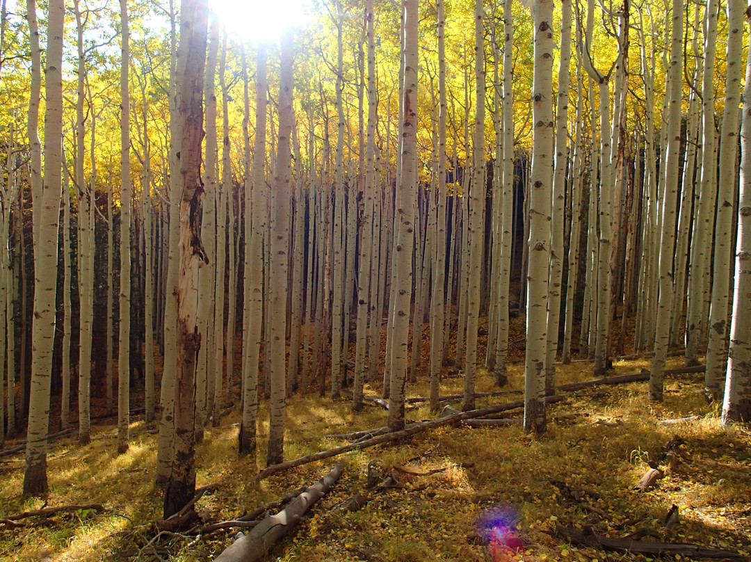 Lockett Meadow-弗拉格斯塔夫必去景点