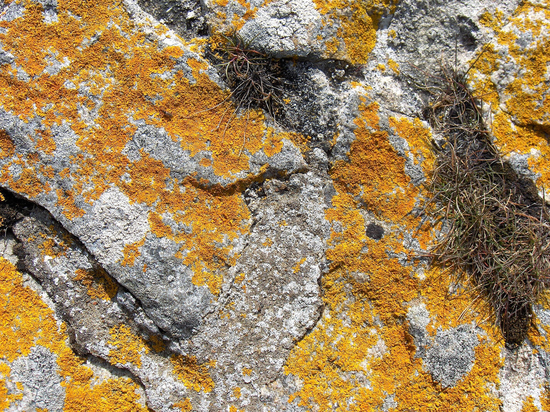 Marais Salants de Guerande景点图片