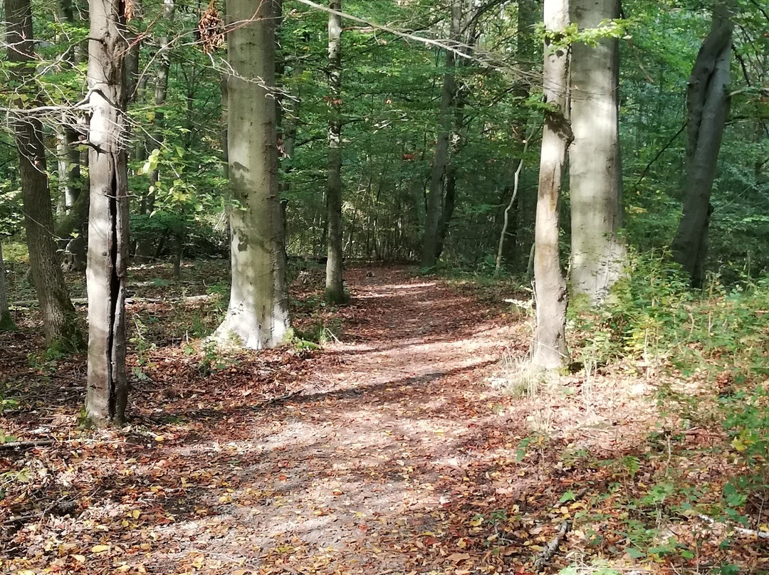 Nationalpark Hainich-Bad Langensalza必去景点