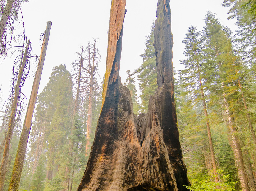 Tuolumne Grove of Giant Sequoias-优胜美地国家公园必去景点