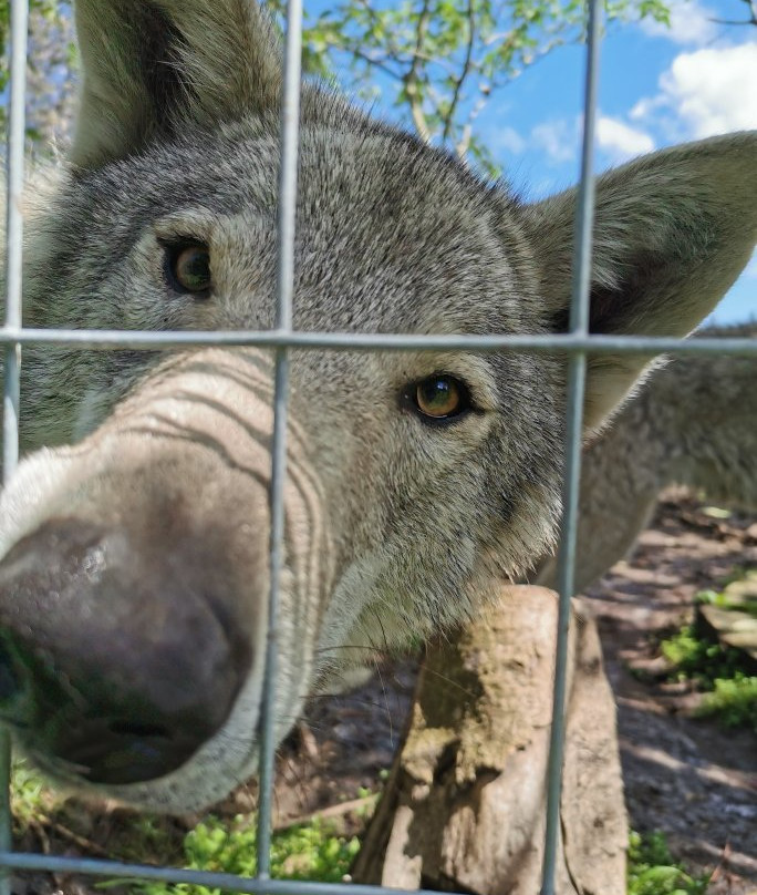 Tsitsikamma Wolf Sanctuary景点图片