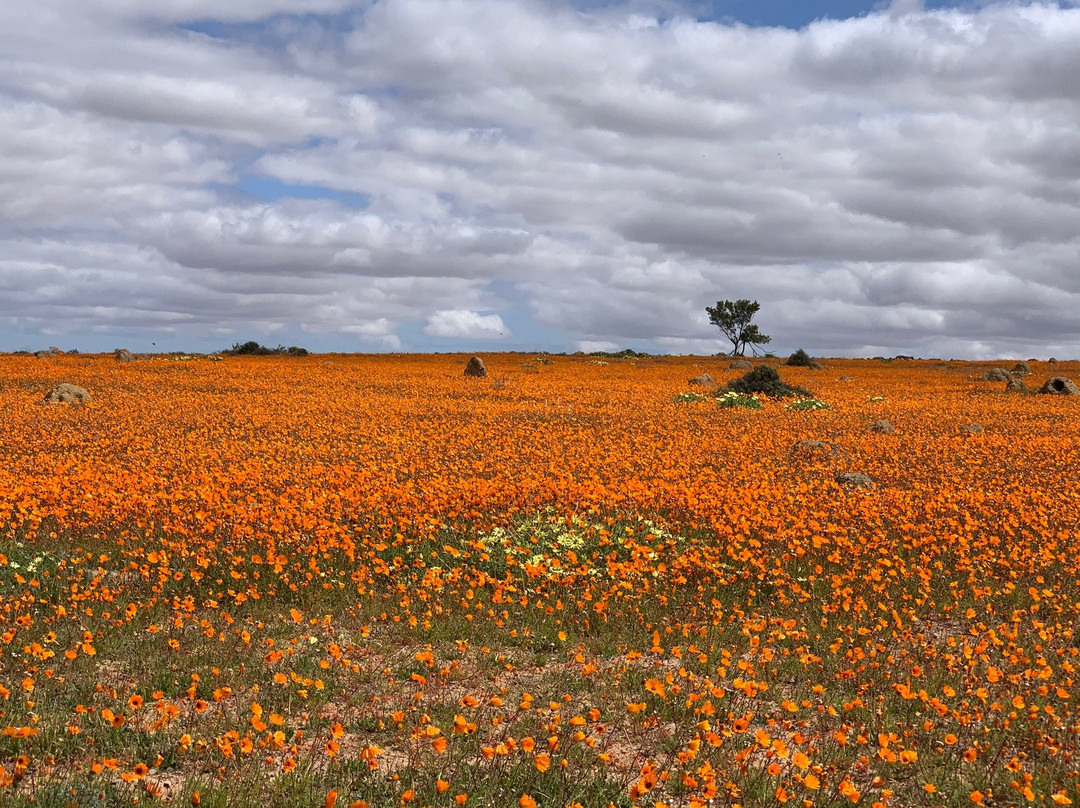 Skilpad Wild Flower Reserve-Garies必去景点