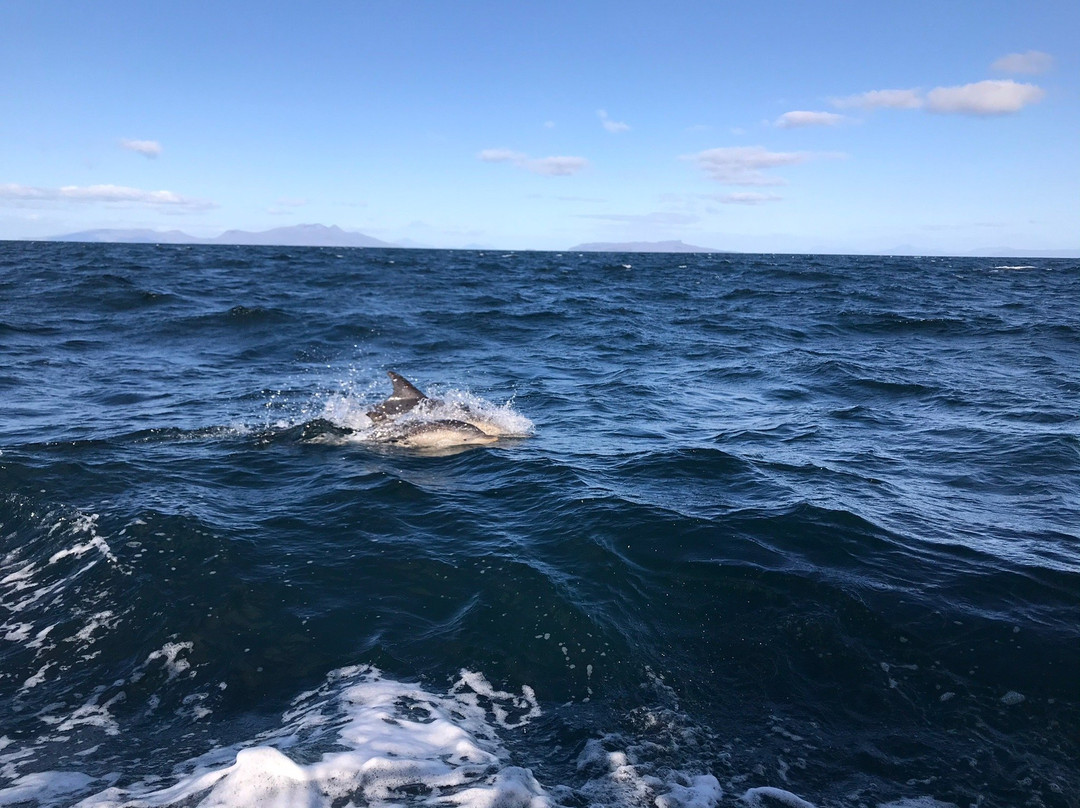 Basking Shark Scotland景点图片