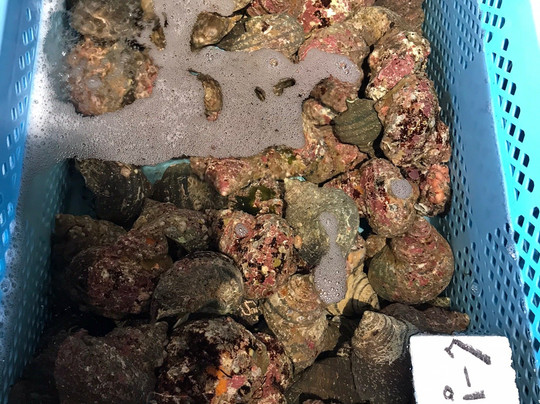 Sadamisaki Hana Hana-伊方町必去景点