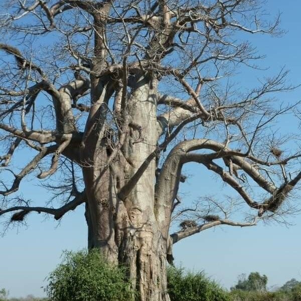 South Luangwa National Park-Mpika必去景点