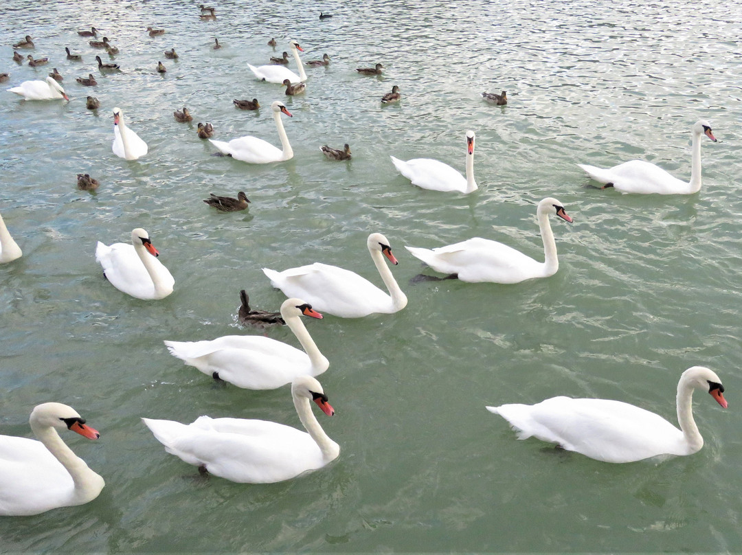 Lake Zbilje景点图片