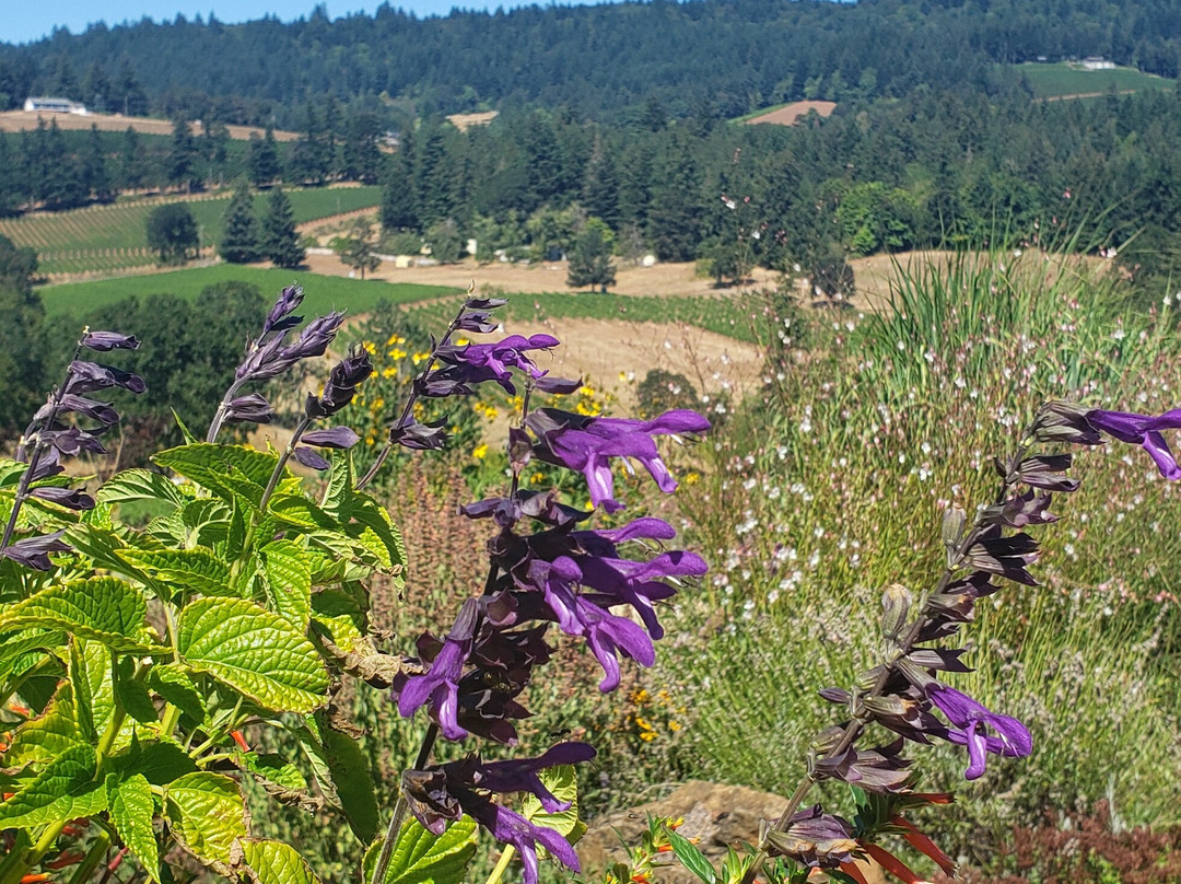 Cellar Door Wine Tours-Lafayette必去景点