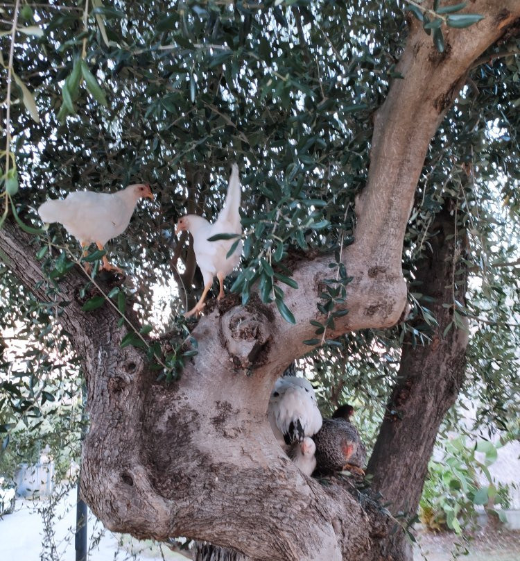 Residence Torre Silvana主图