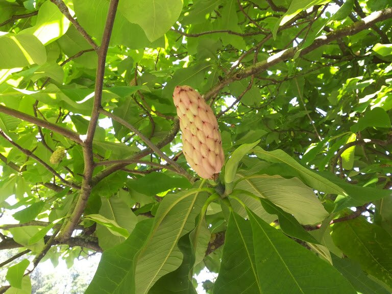 Botanisches Garten des Universitaets-里加必去景点