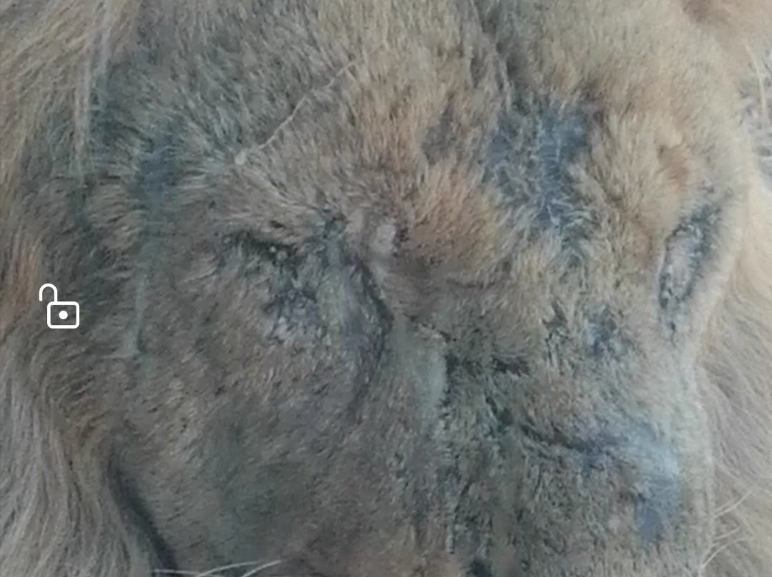 Africa Safari Park & Motel主图