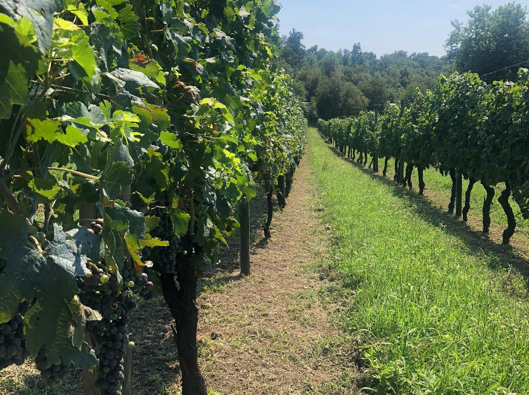 Serene Wine Store & More景点图片
