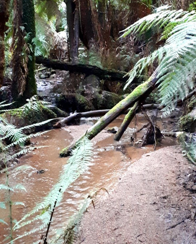 Glen Nayook Reserve-Neerim必去景点
