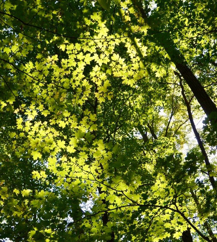 Peter's Wood Provincial Nature Reserve Trail景点图片
