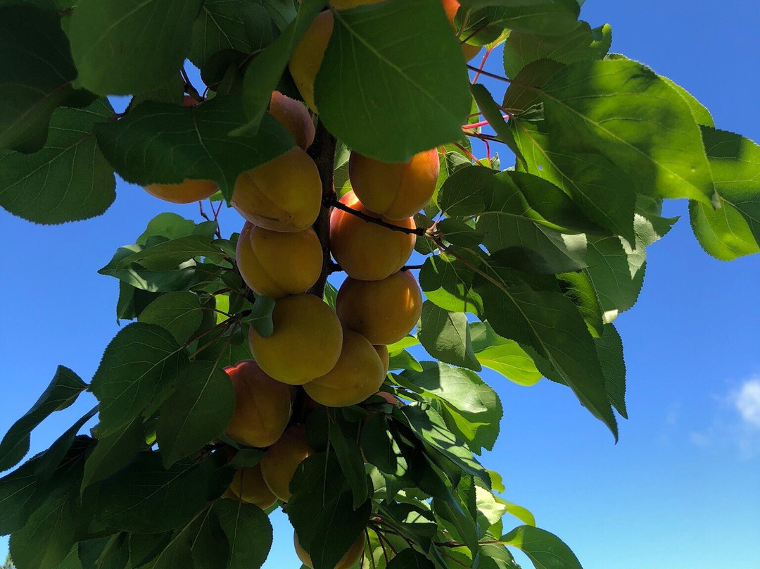 King Orchards景点图片